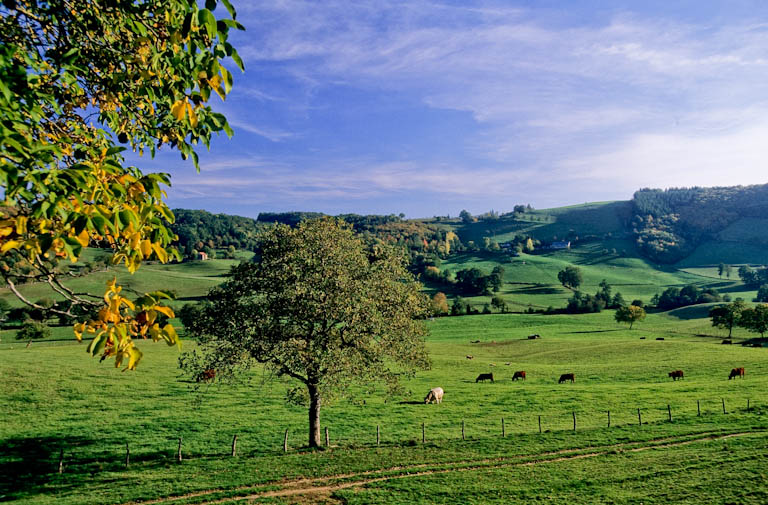 photo de la chataigneraie cantalienne